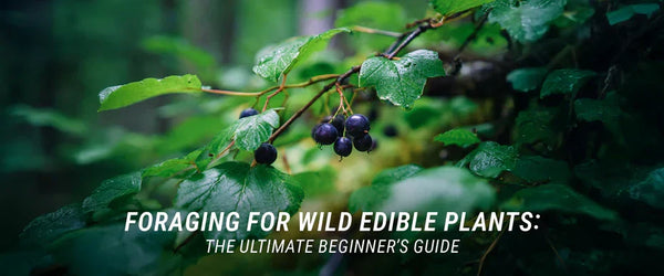 Foraging for Wild Edible Plants: The Ultimate Beginner’s Guide